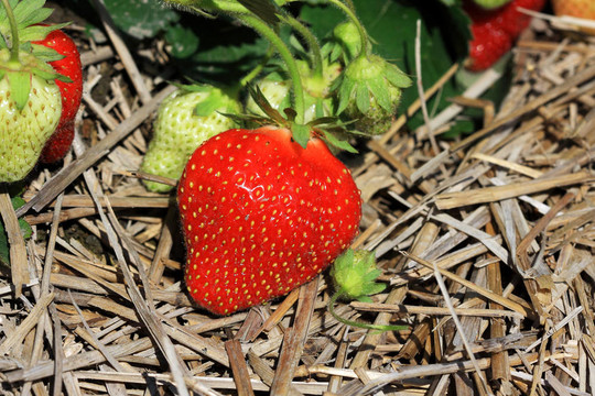 Strawberry在一個(gè)領(lǐng)域