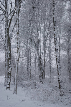 森林雪