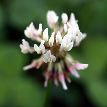 三葉草的花