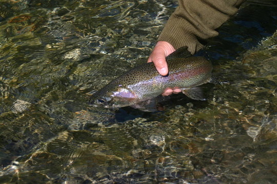 虹鱒魚