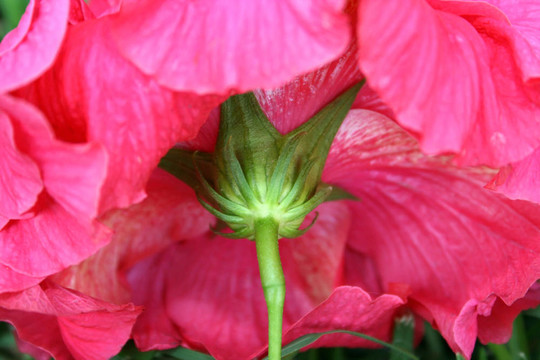 木槿花