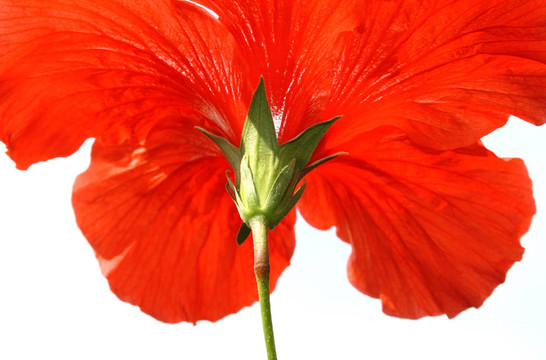 木槿花