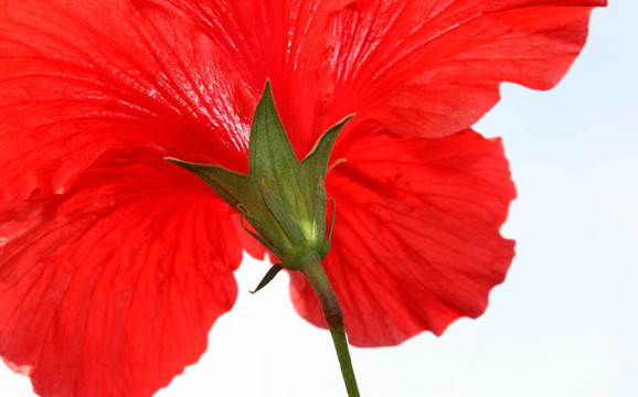 木槿花