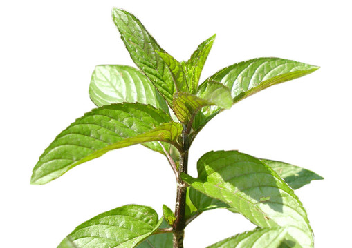 peppermin