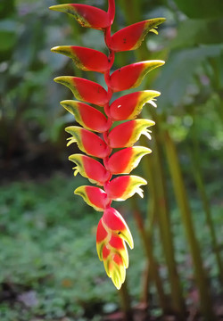 香蕉花掛在香蕉樹上。