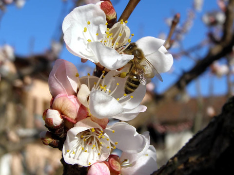 蜜蜂從花中取花蜜