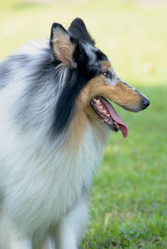 喜樂蒂牧羊犬