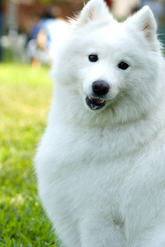 美國(guó)愛(ài)斯基摩犬