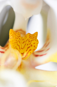 花園節(jié)