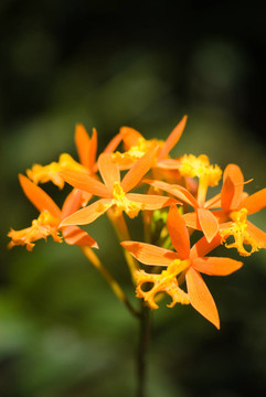 橙色星蘭花