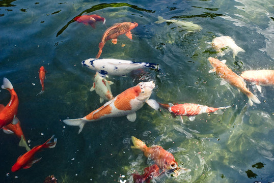 五顏六色的鯉魚