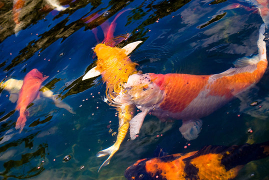 五顏六色的鯉魚