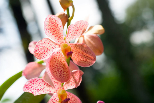 紅點(diǎn)蝴蝶蘭花肖像