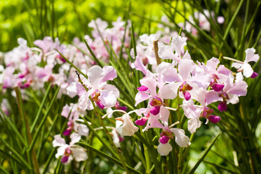 蝴蝶蘭花園