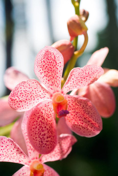 紅點(diǎn)蝴蝶蘭花肖像