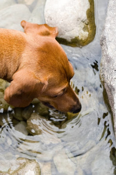 迷你臘腸犬的渴望
