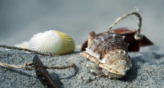 muscheln