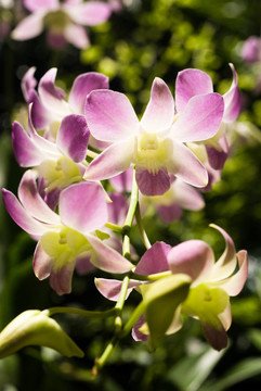 Pinky Butterfly的蘭花