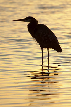 大藍鷺（Ardea herodias）
