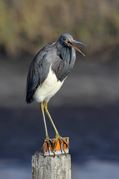 三色鷺（Egretta tricolor）