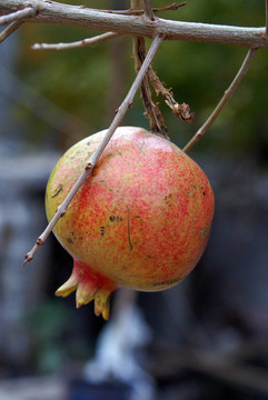 pomrgranade
