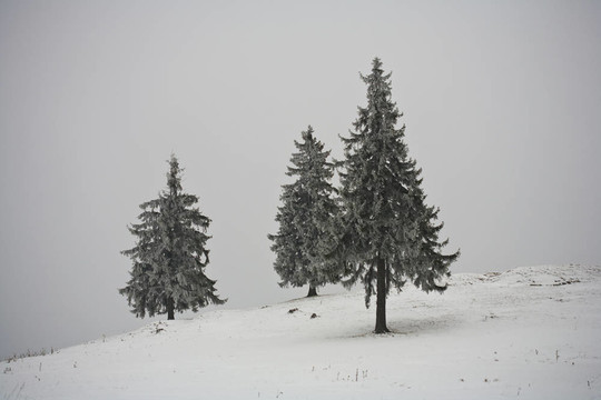 覆蓋在雪中的松樹