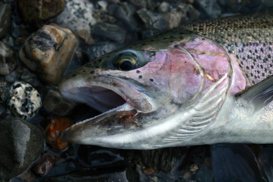 虹鱒魚