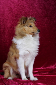 喜樂蒂牧羊犬坐
