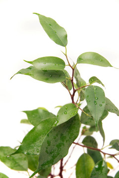 綠色植物超白