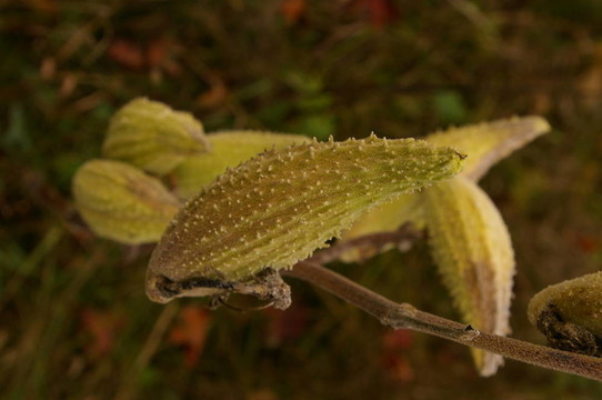 Mik雜草莢1