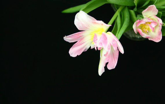 郁金香