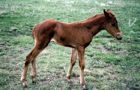 Horse Brown Colt g-2240