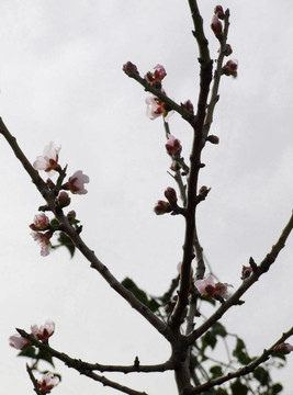 開花