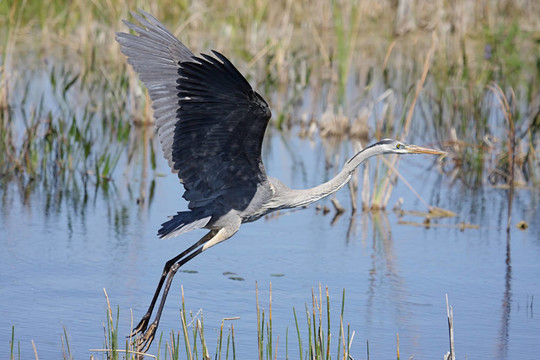 大藍(lán)鷺（Ardea herodias）