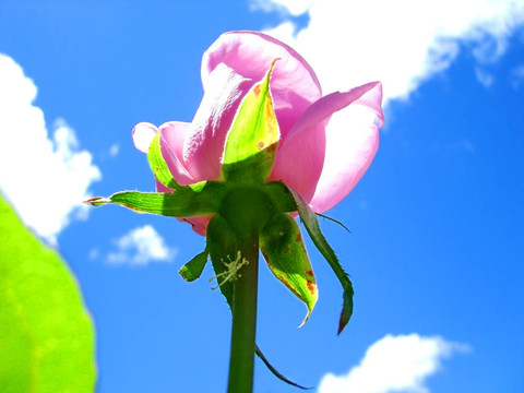 粉紅玫瑰對(duì)藍(lán)天