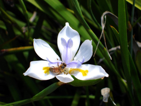 虹膜和蜜蜂
