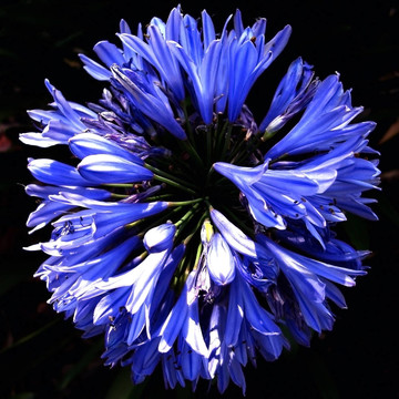 Agapanthus Flowers環(huán)