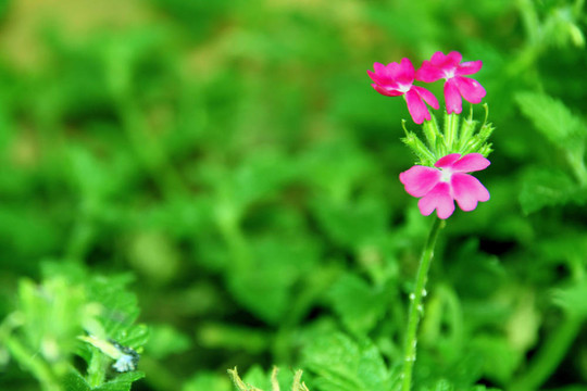 紫色的花