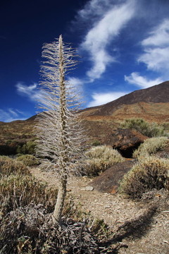 植被在火山
