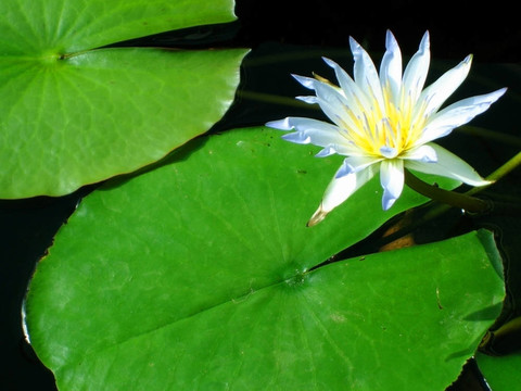 藍色尼羅河睡蓮