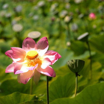 神圣的蓮花