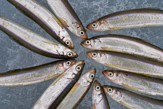 冰上的魚10