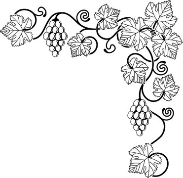 葡萄藤設(shè)計(jì)元素