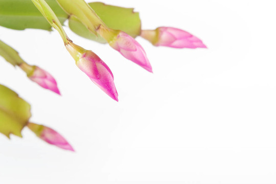 仙人掌花