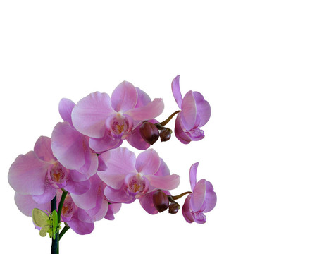 蘭花的蘭花邊緣白色的隔離