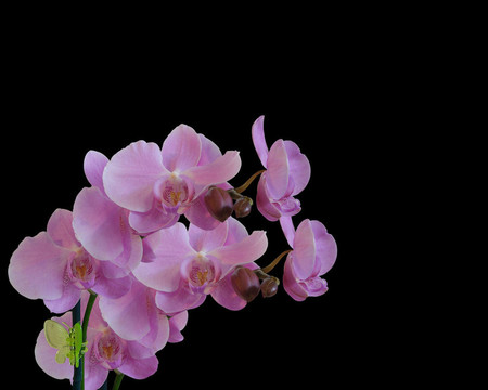 蘭花上的蘭花