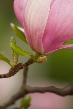 玉蘭花