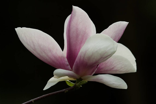 玉蘭花