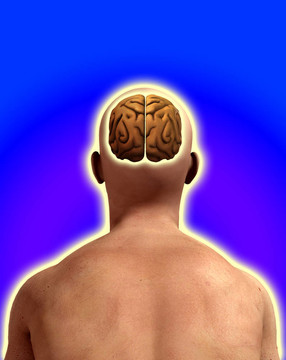 Male Head的大腦