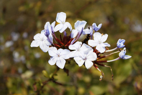 白色的花